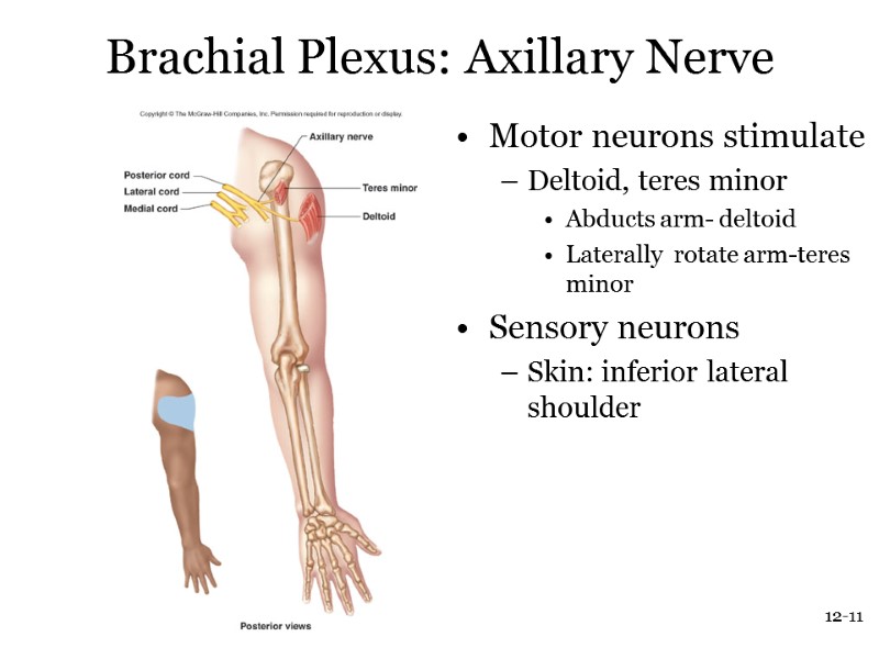 12-11 Brachial Plexus: Axillary Nerve Motor neurons stimulate Deltoid, teres minor Abducts arm- deltoid